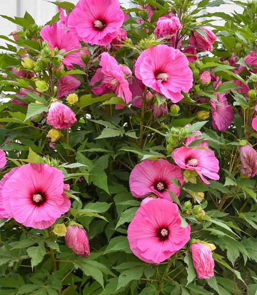 Hibiscus moscheutos 'Candy Crush'